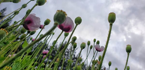 Close-up of flowering plant against sky