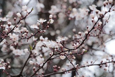 Close-up of cherry blossoms in spring