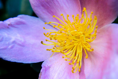 Close-up of yellow flower