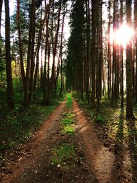 Road amidst trees in forest