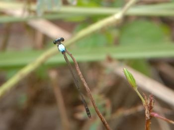 Close-up of damselfly on plant on field
