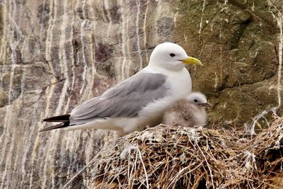 Close-up of seagull perching on nest
