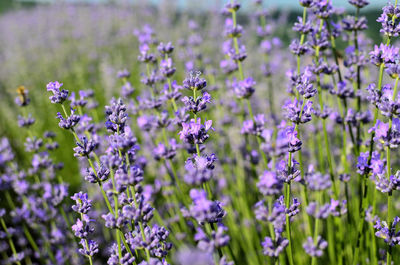 Close-up of purple flowering plants on field