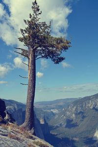 Tree on landscape against sky