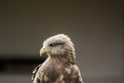 Close-up of eagle against white background