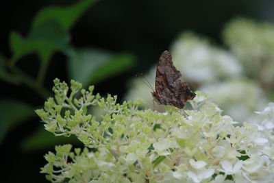 Close-up of butterfly pollinating on flower