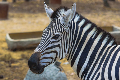 Zebra in the natural zoo.