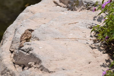 View of a bird