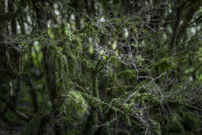 Full frame shot of trees in forest