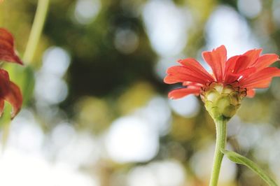 Close-up of red flower