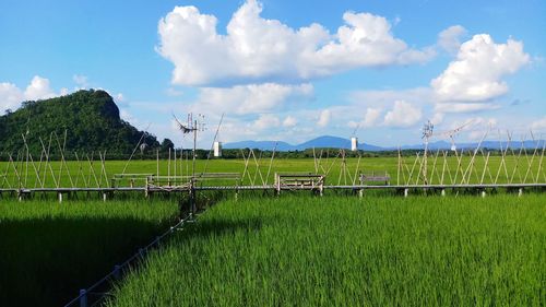 Natural rice field and wooden bridge with blue sky