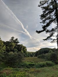 Trees on field against sky