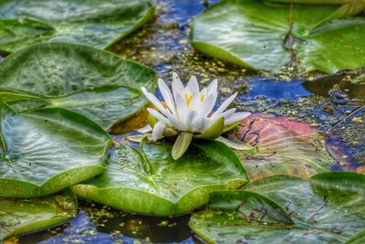 Close-up of lotus water lily in pond