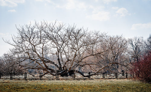 Bare trees on field against sky