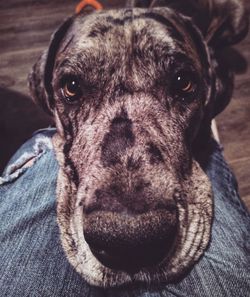 Close-up portrait of dog