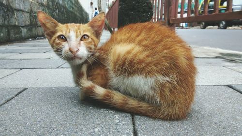 Portrait of ginger cat on street