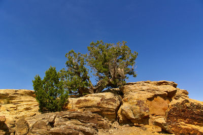 Trees on rock formation against clear blue sky