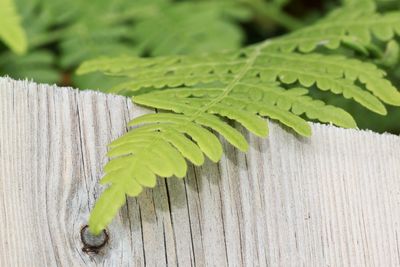 Close-up of green leaves on wood