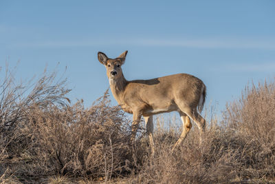 Giraffe standing on field against sky