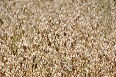Ripening oats in field