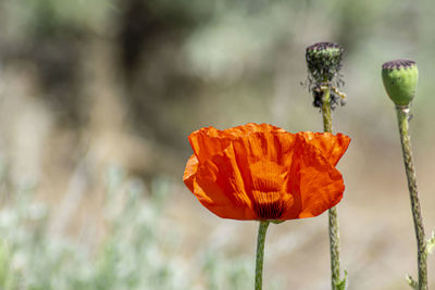 Close-up of orange poppy flower