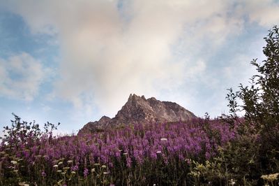 Purple flowering plants on field against sky