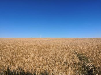 Scenic view of field against clear blue sky