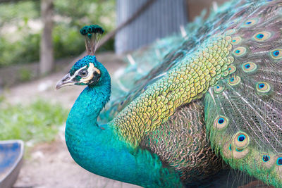 Close-up of peacock