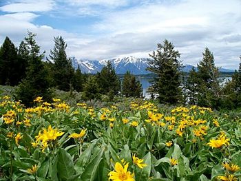 Yellow flowers blooming on field against cloudy sky