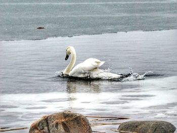 Swan swimming in lake