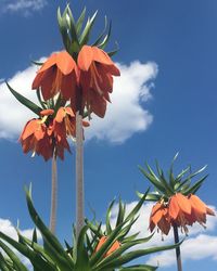 Low angle view of orange flowering plant against sky