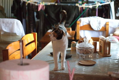 View of a cat on table