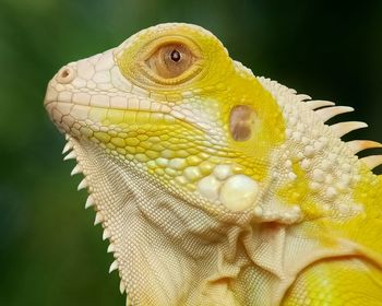 Close-up of a lizard