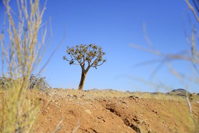 Close-up of plant against clear blue sky