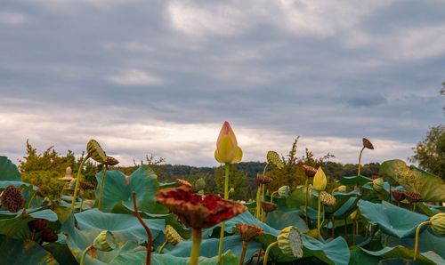 Close-up of yellow flowering plants against sky