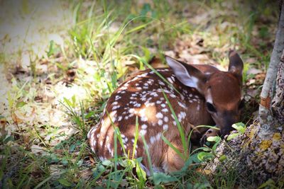 Deer in a field