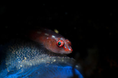 Close-up of fish swimming in sea