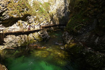 Scenic view of river in forest