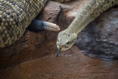 Close-up of lizard