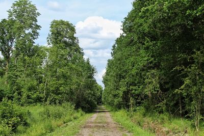 Panoramic view of trees on field against sky