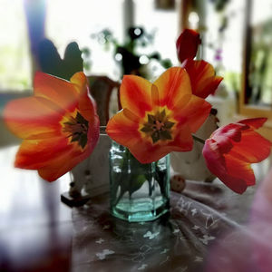 Close-up of red flower in vase on table