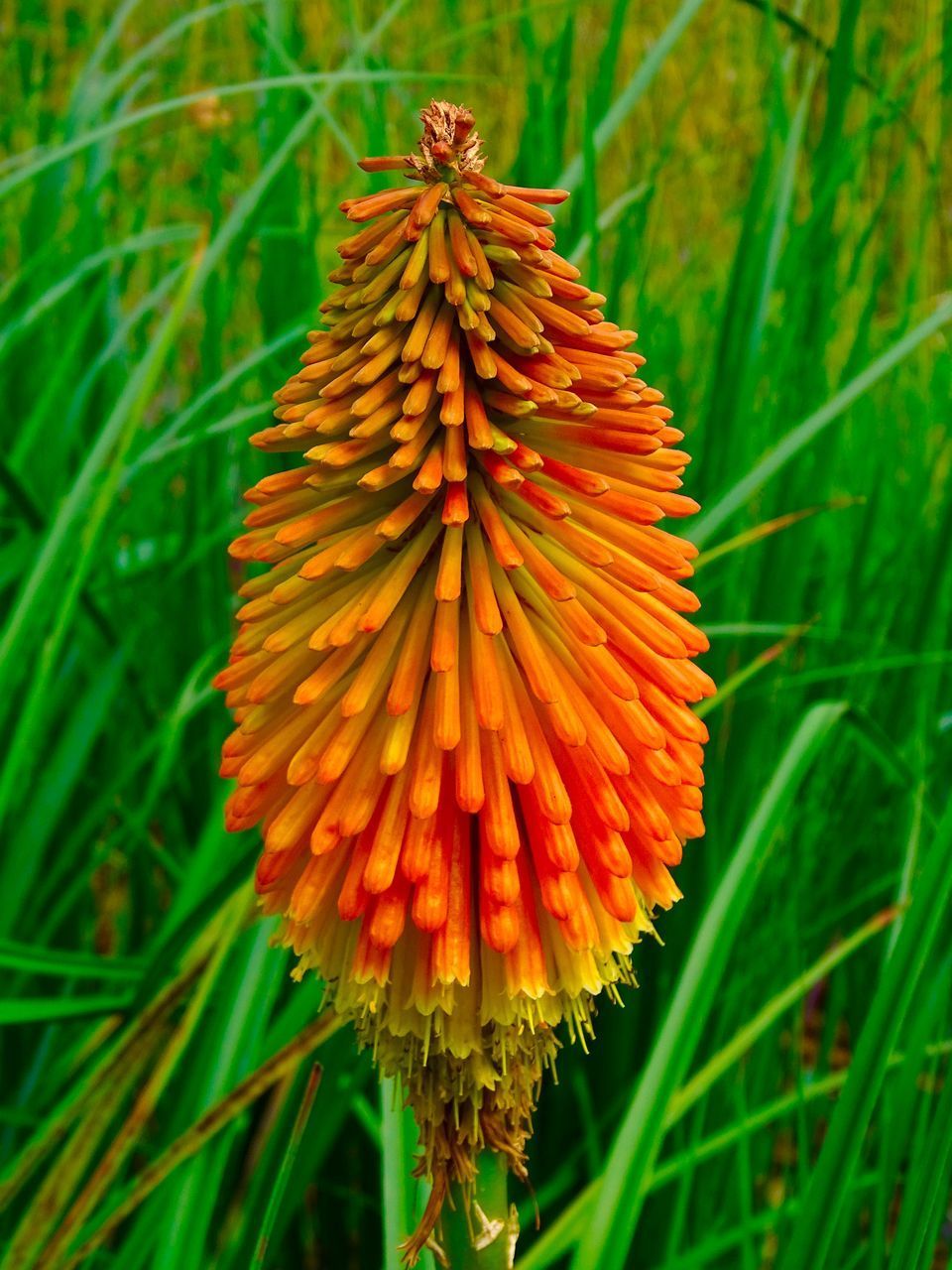 CLOSE-UP OF FRESH ORANGE FLOWER ON LAND