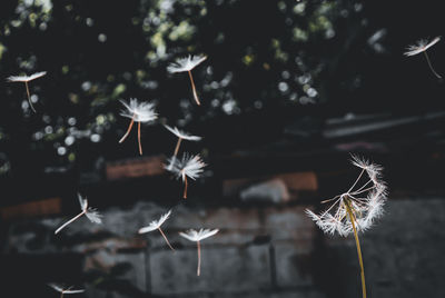 Close-up of dandelion on plant