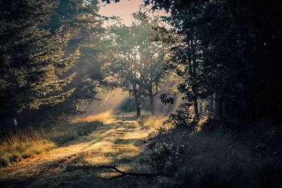 Road amidst trees in forest against sky