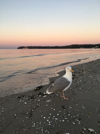Seagull on beach against sky during sunset