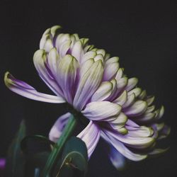 Close-up of purple flowering plant against black background