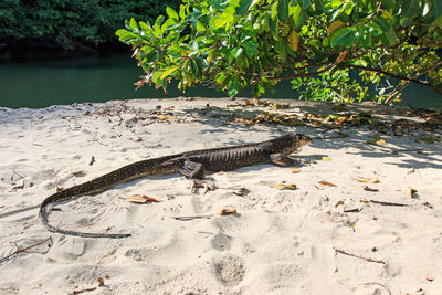 Lizard on branch