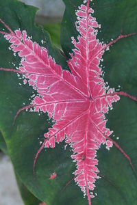 Close-up of pink plant