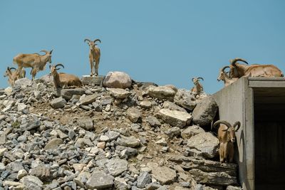 Low angle view of sheep against clear sky