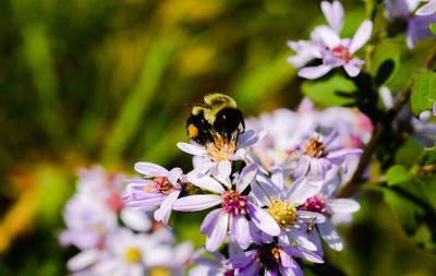 Close-up of bee pollinating on flower